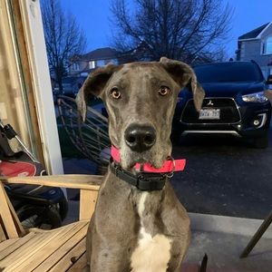 Meet your Posher, Sam